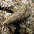 Aphomia sociella (bee moth)  Kenneth Noble